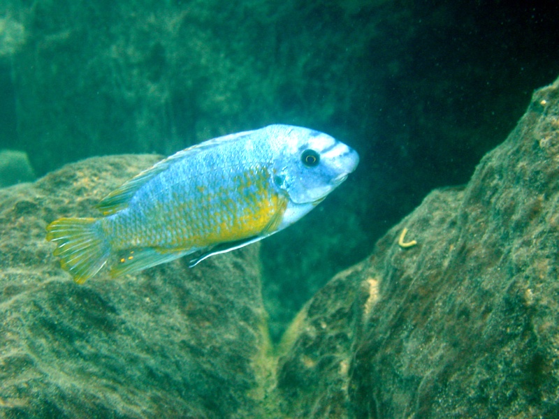 Labeotropheus fuelleborni 'Katale Island'